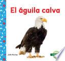 El águila calva (Bald Eagle)